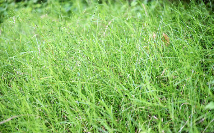  p>牛鞭草(学名: i>hemarthria altissima /i> (poir.) stapf et c.