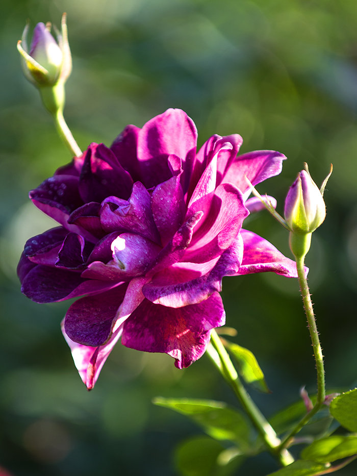 rosa chinensis var. semperflorens