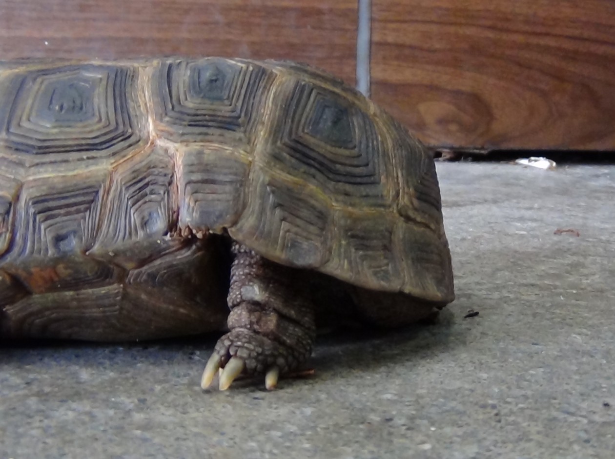  p>折背陆龟,广泛遍布非洲中央大陆.