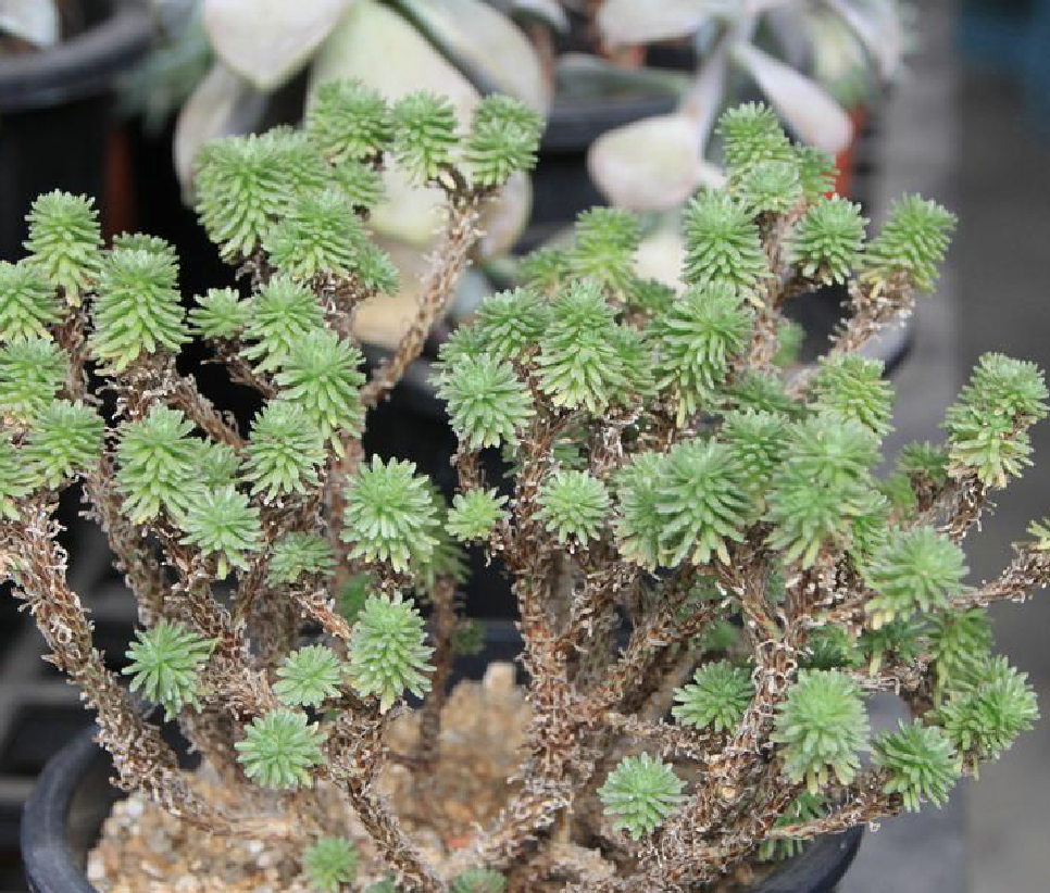  p>小松绿(学名: i>sedum /i>  i>multiceps /i> coss.