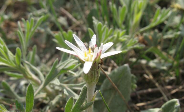  p>蒙自大丁草(学名: i>gerbera henryi /i>)是菊科 a target="_blank