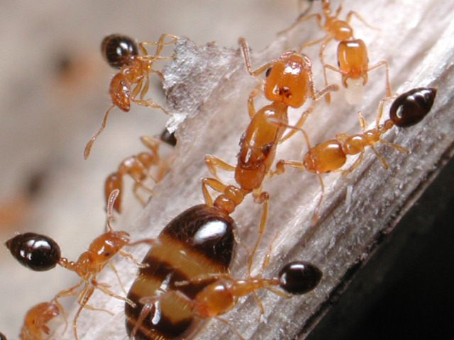  p>小家蚁属(monomorium),模式种:monomorium monomorium bolton,1987