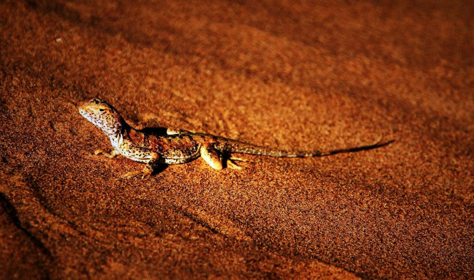 dipsosaurus dorsalis