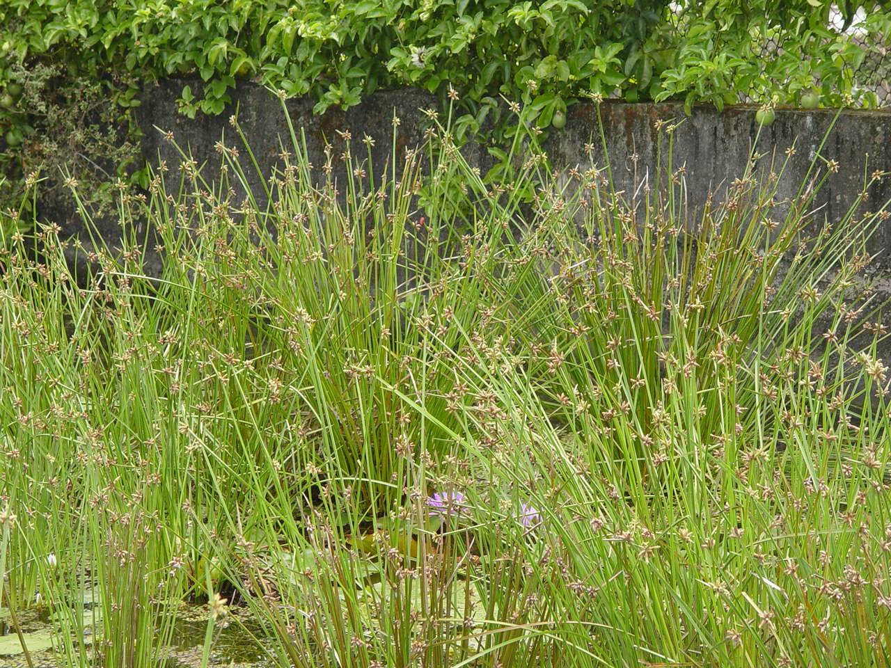  p>水毛花,中药名.