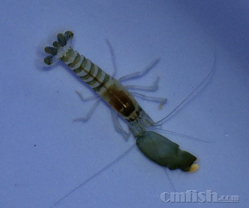  p>枪虾,学名 a href="#" data-lemmaid="6588130">鼓虾 /a>,身长约