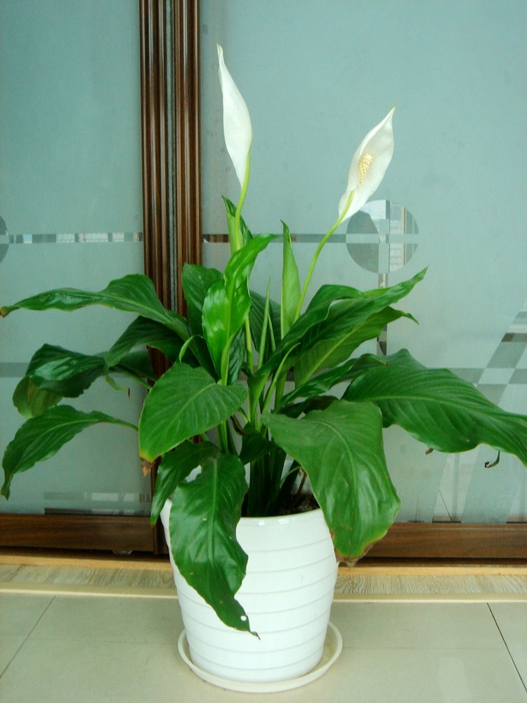  p>银苞芋又称绿巨人,包叶芋,万年青白鹤芋, a href="#">白掌 /a>.