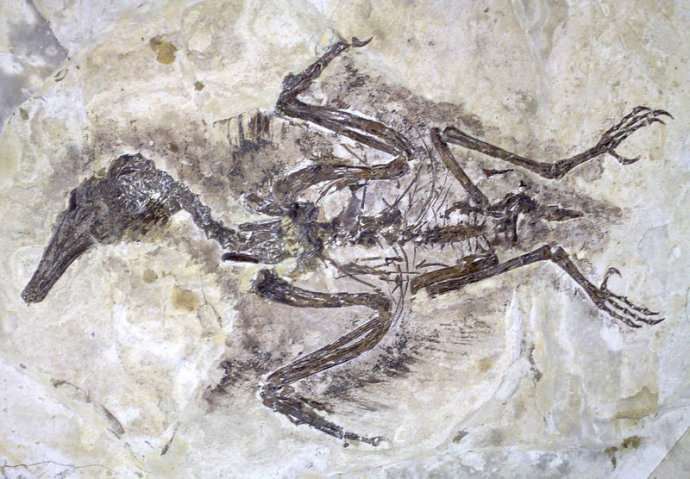 辽宁北票鸟化石国家级自然保护区