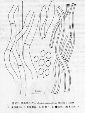 担孢子近球形,透明,平滑,4-5×3.5-4μm. 生于阔叶树树干或木材上.