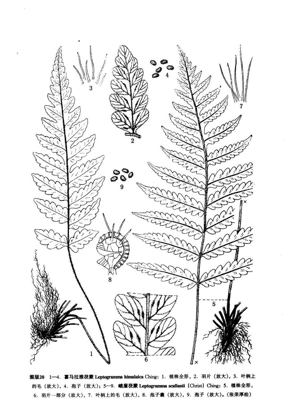 i>leptogramma scallanii /i> (christ) ching)是金星蕨科茯蕨属下一