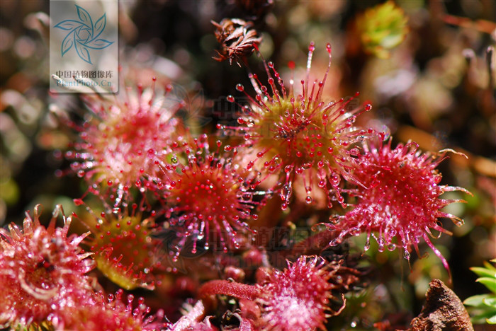 furcata)是 a target="_blank" href="/item/圆叶茅膏菜/8430185"