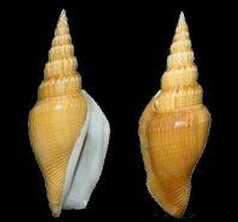  p>彩环塔螺, a target="_blank" href="/item