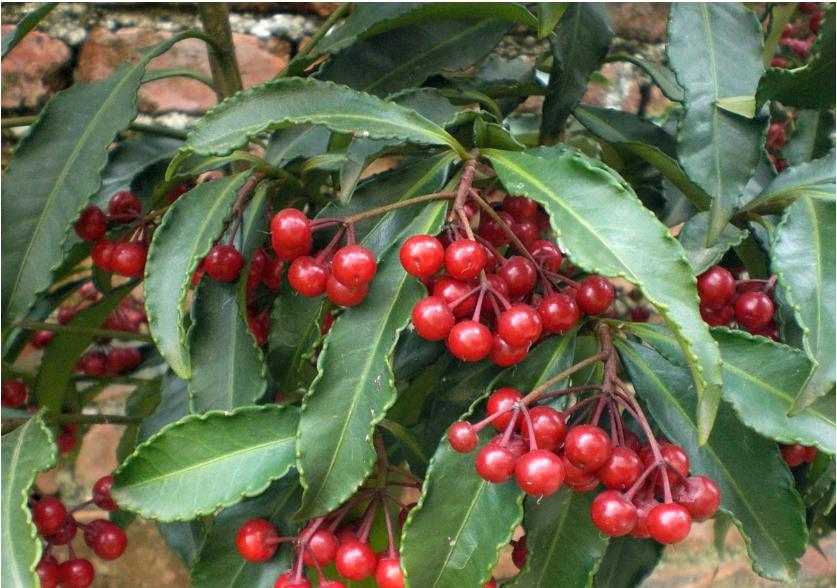 ardisia velutina pitard