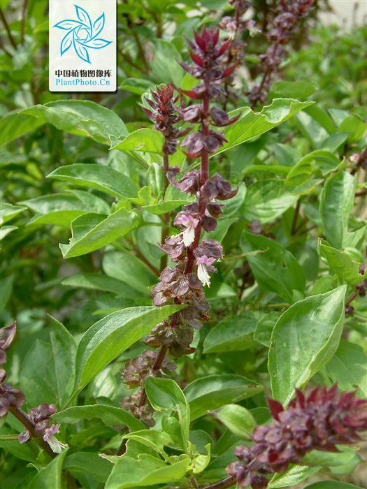  p>疏柔毛罗勒(学名: i>ocimum basilicum /i> var.