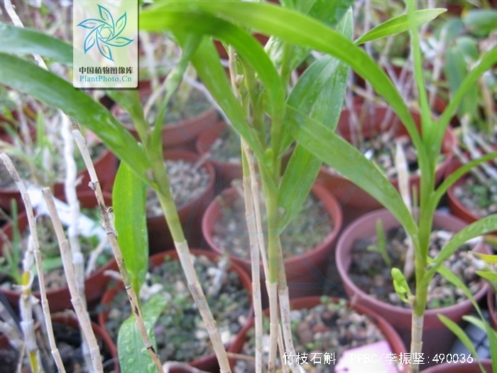  p>竹枝石斛(学名: i>dendrobium salaccense /i>  (bl.) lindl.