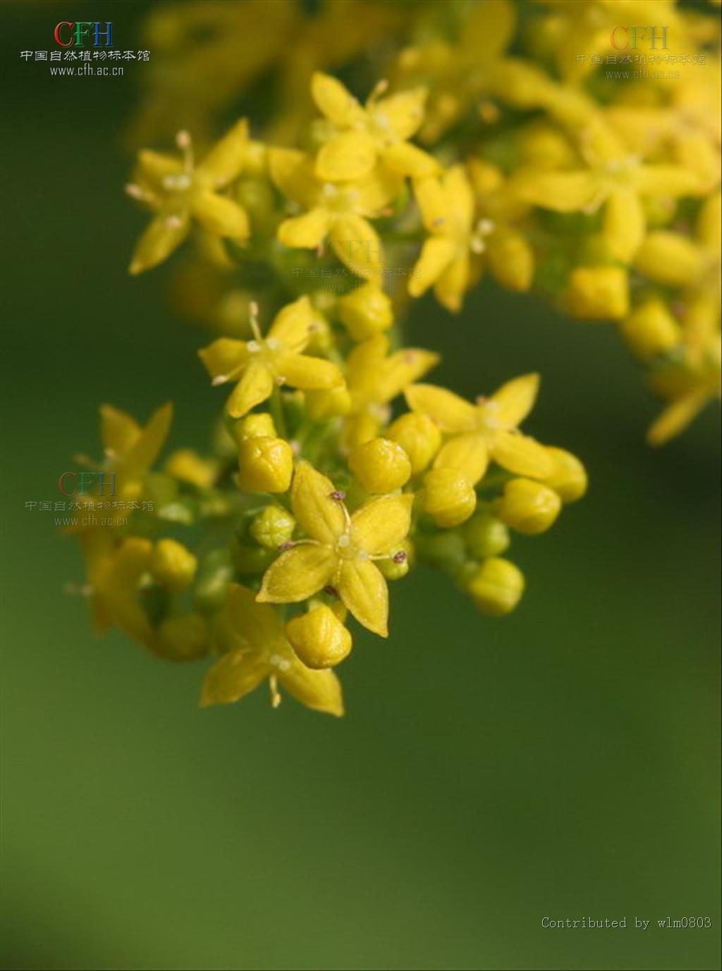 蓬子菜(蓬子菜禁忌)