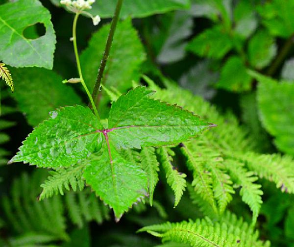 p>短果茴芹(学名: i>pimpinella brachycarpa /i> (kom.