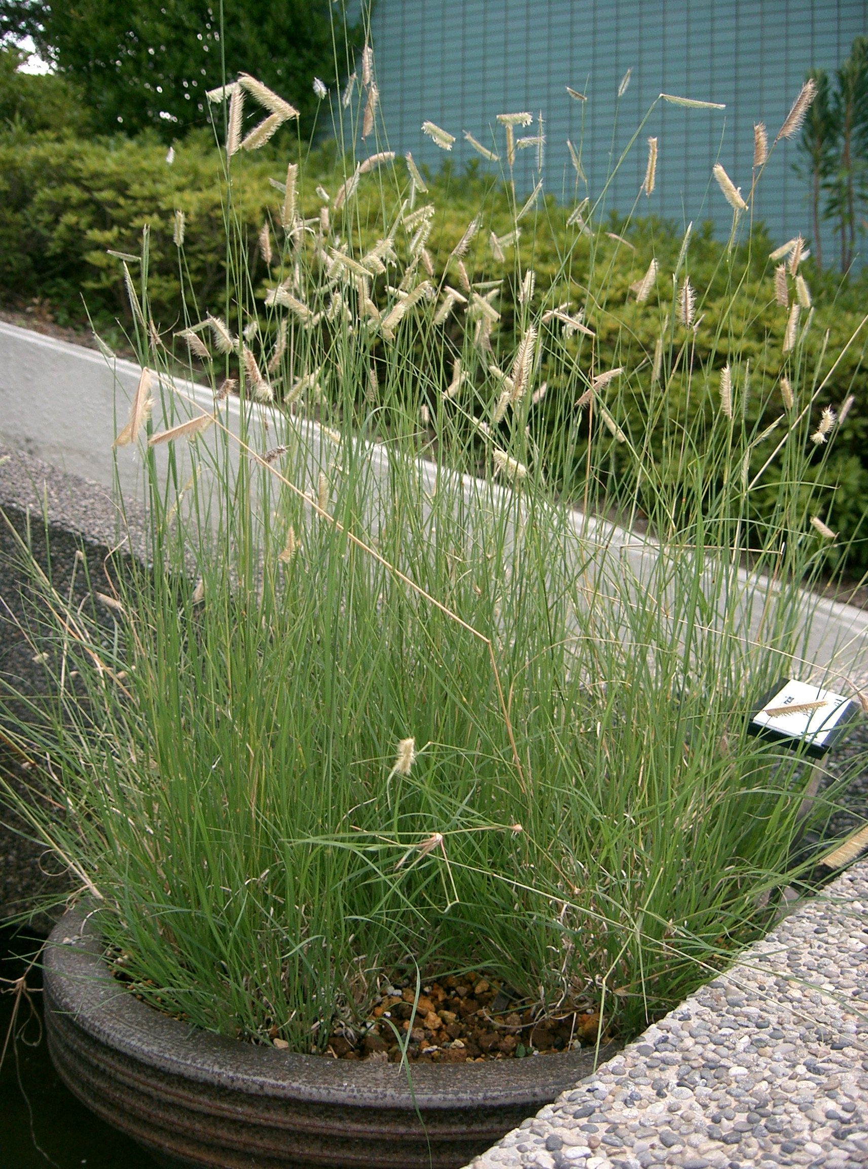  p>格兰马草(学名:bouteloua gracilis (h. b. k.) lag. ex steud.