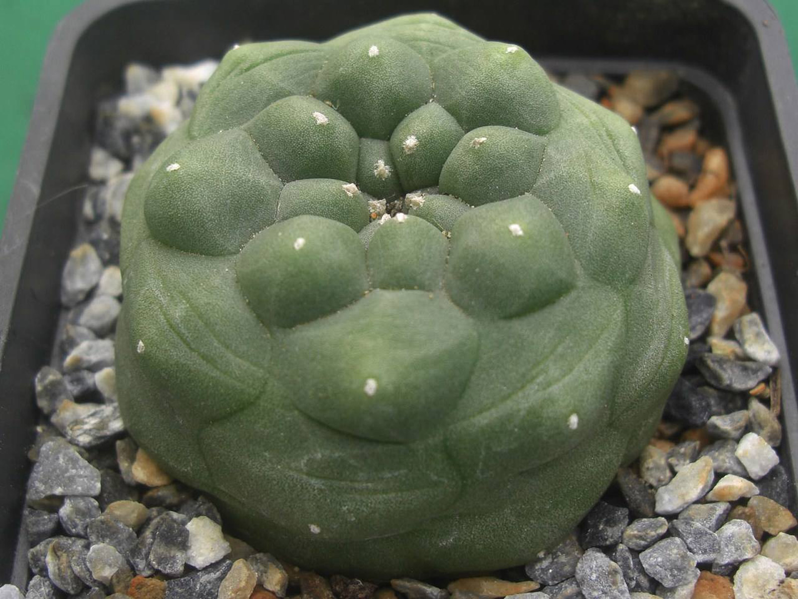  p>乌羽玉(学名: i>lophophora williamsii /i> (lem.