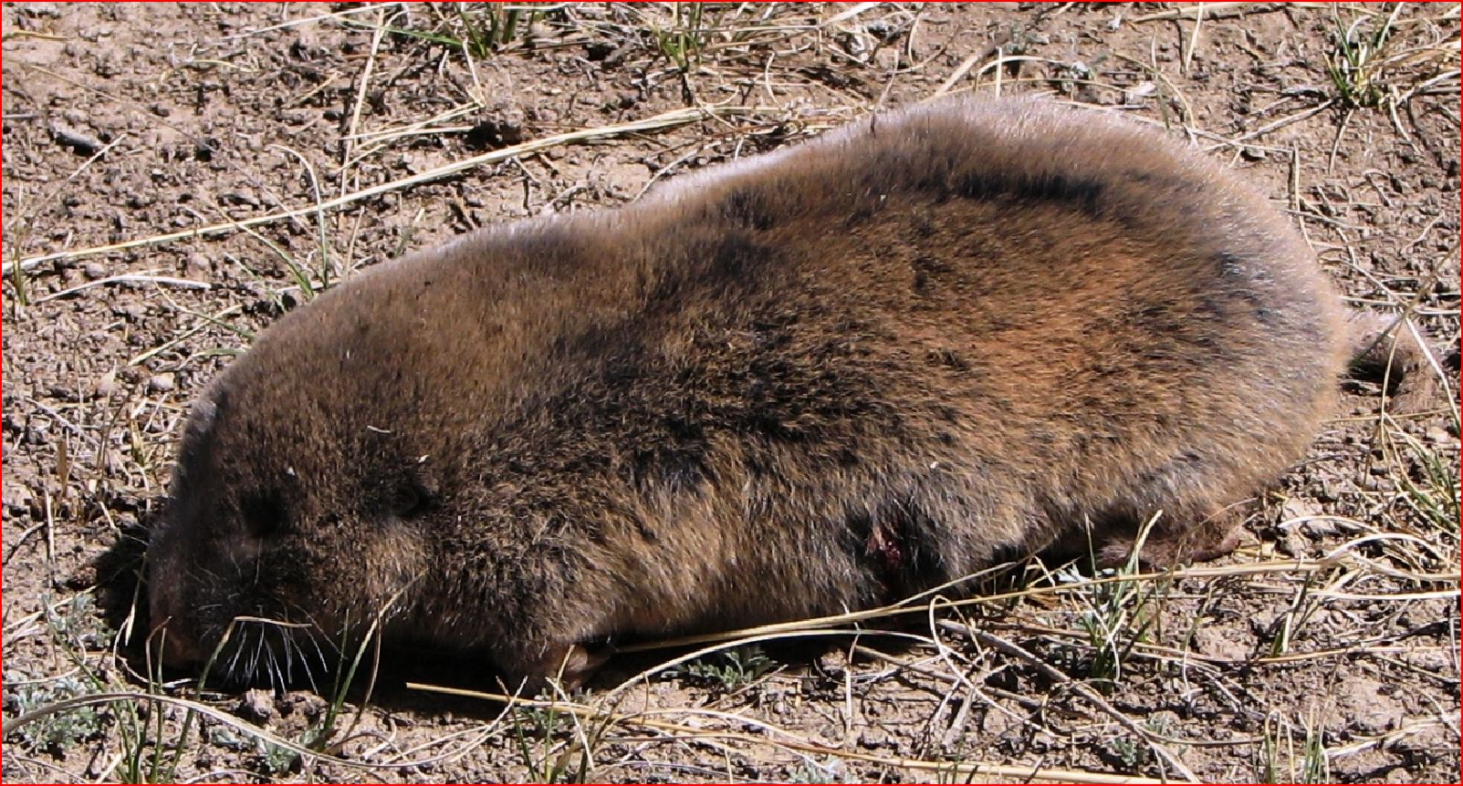  p>地羊是一种 a target="_blank" href="/ite