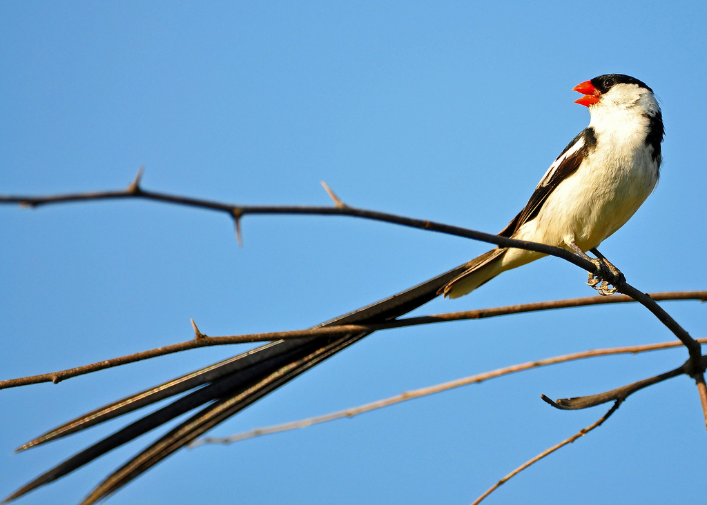 pin-tailed whydah