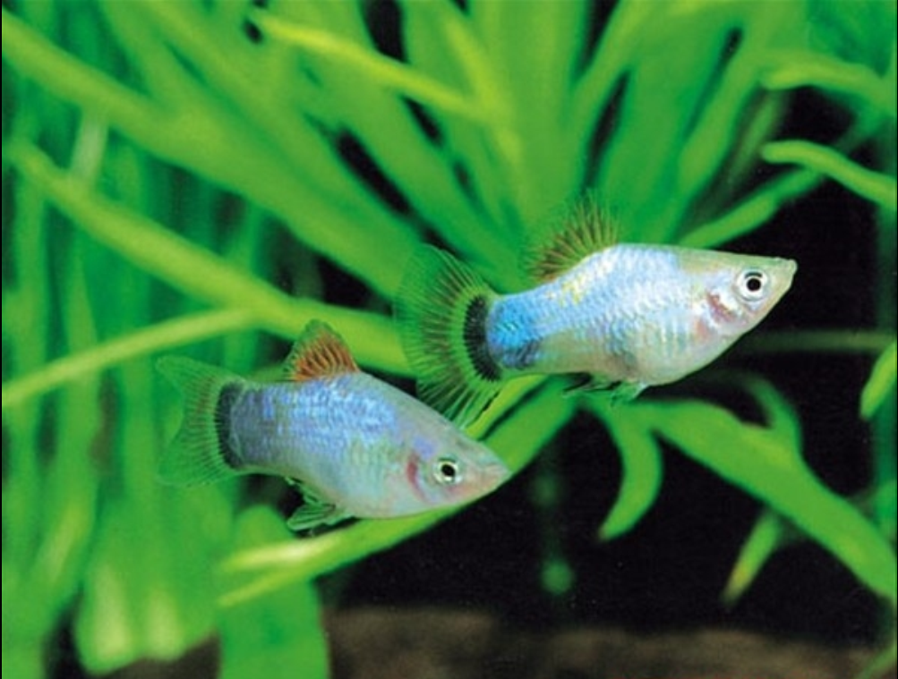  p>月光鱼是 a href="#" data-lemmaid="73230">热带鱼 /a>中一个重要