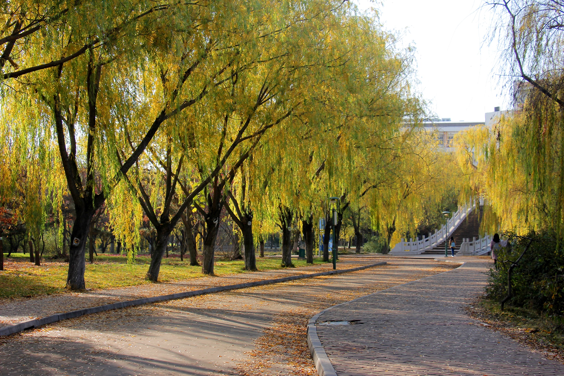 青岛农业大学