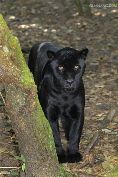  p>美洲豹,学名: i>panthera onca  /i>(linnaeus, 1758),又叫 a