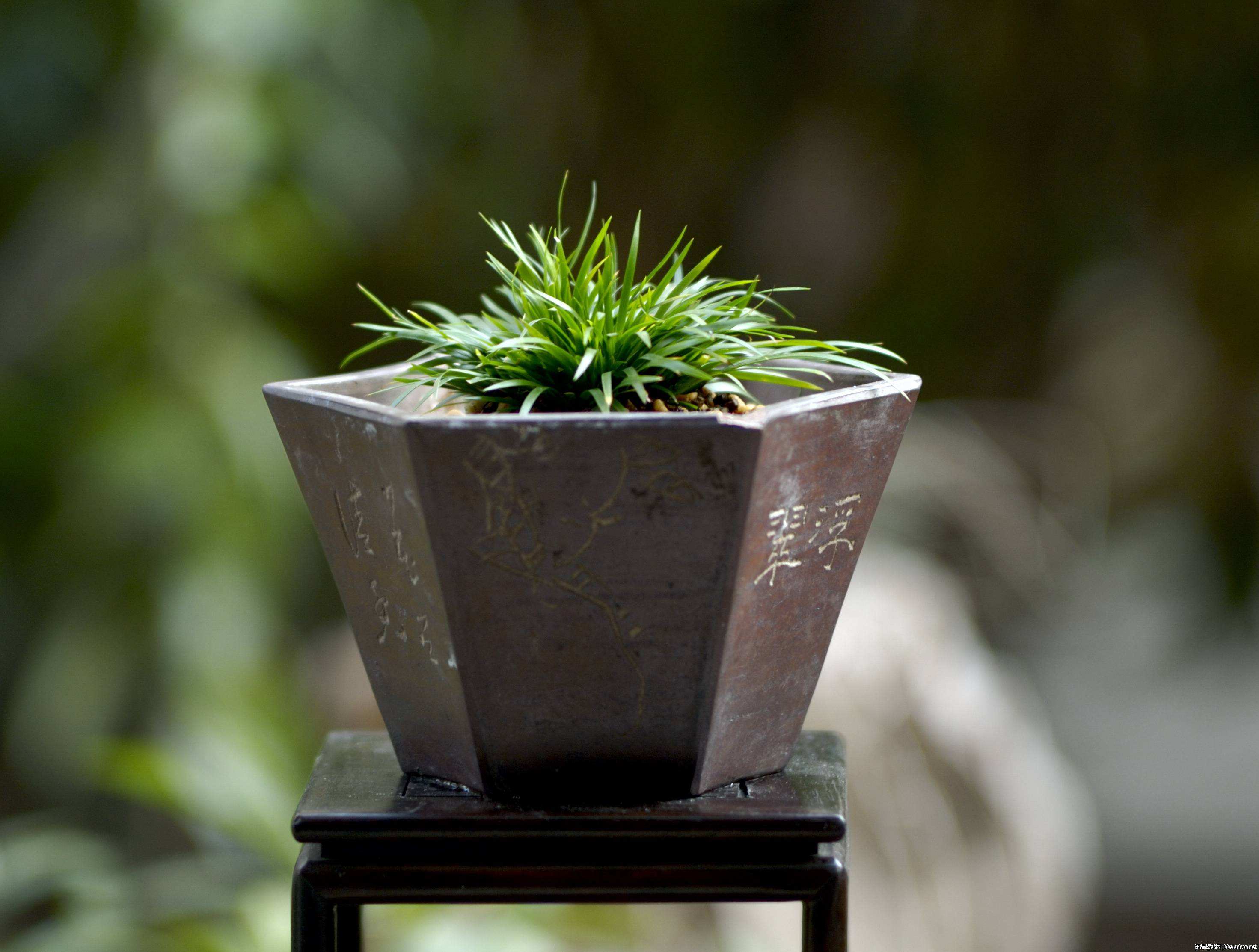 也叫做白菖蒲, a target="_blank" href="/item/藏菖蒲/5077321"