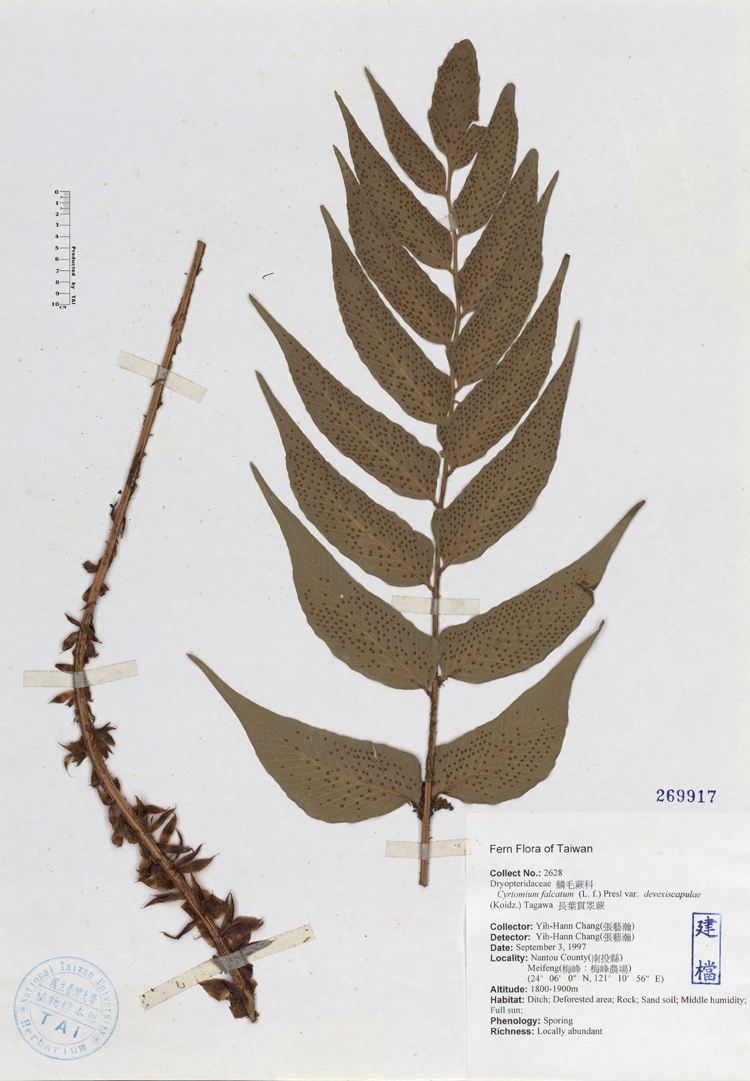  p>披针新月蕨植株高1-2米.