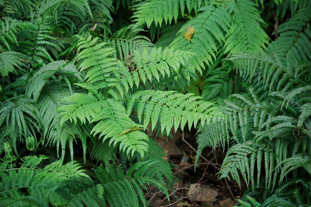  p>西南凤尾蕨 (学名: i>pteris wallichiana /i> agardh)是凤尾蕨科