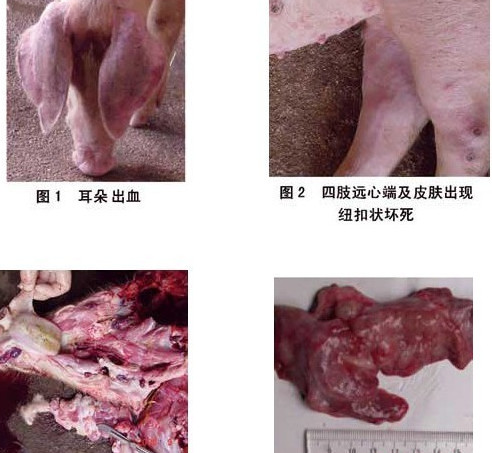 猪蓝耳病