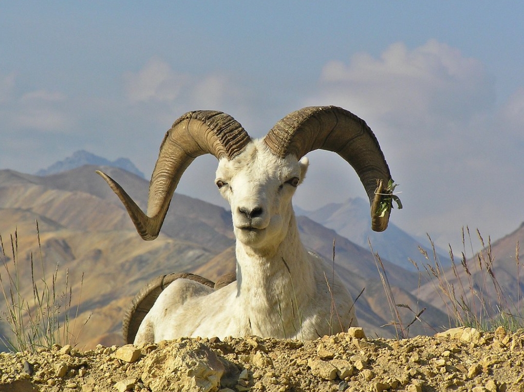  p>戴氏盘羊(学名: i>ovis dalli /i>):是偶蹄目,牛科,盘羊属的哺乳