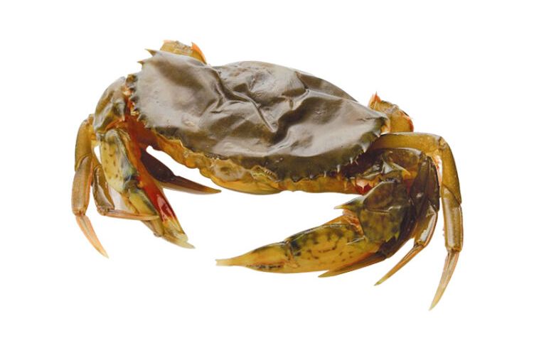 软壳蟹