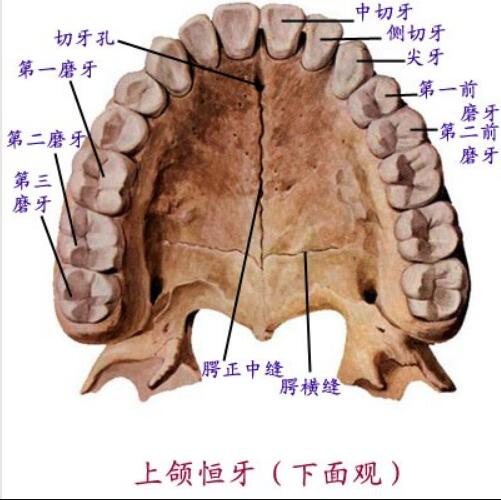  p data-id="gnbj3l2lgz">上颌(shàng hé),是身体部位名,指口腔的