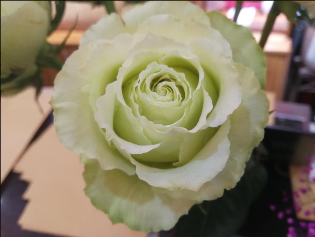 9种花店常见绿色的花 百科ta说