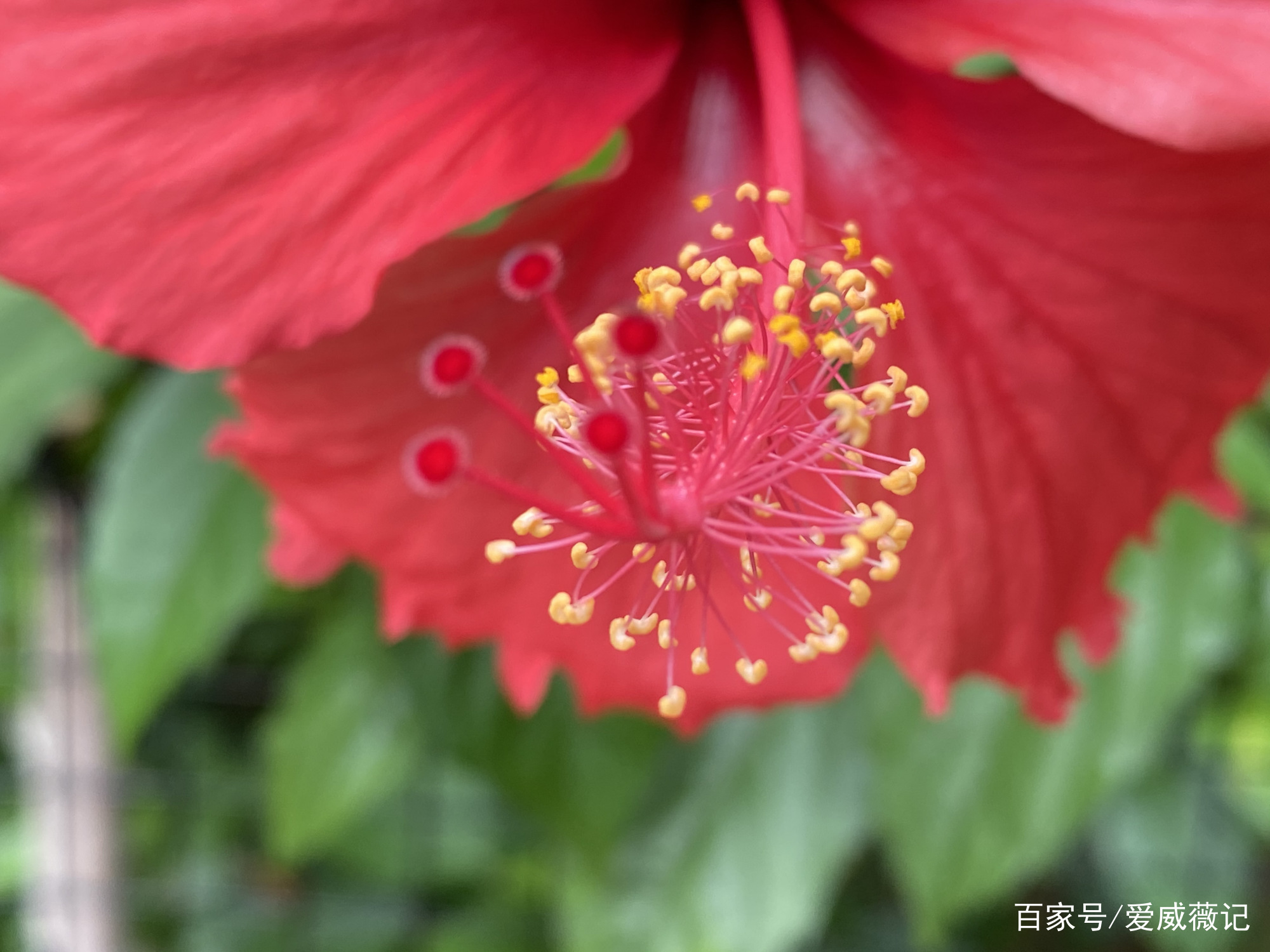 朱槿花 朝开暮落 槿艳繁花满树红 红红火火丰收年 百科ta说