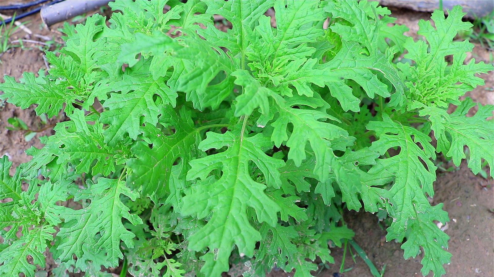 黄花蒿 菊科蒿属植物 百度百科