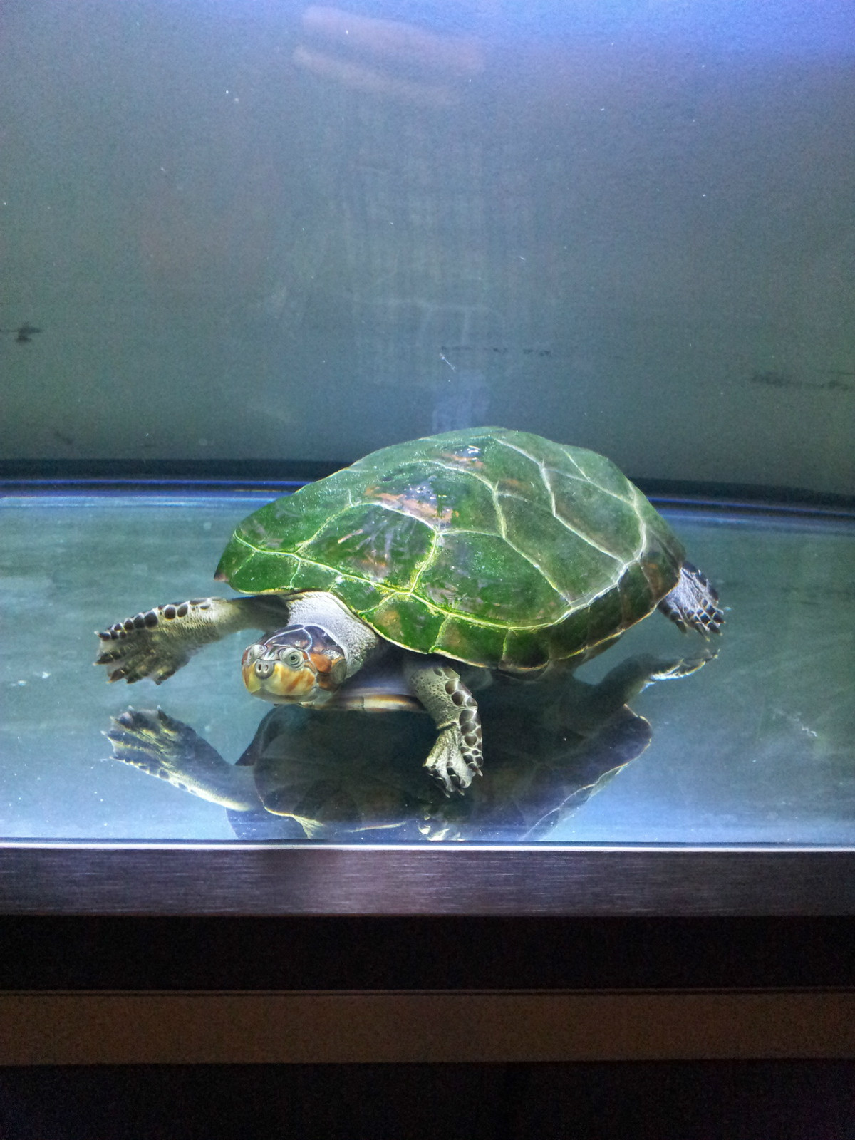  p>黄头侧颈龟(学名: i>podocnemis unifilis /i>)是侧颈龟科,南美侧