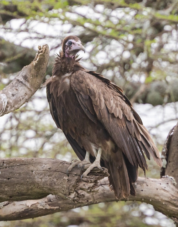  p>头巾兀鹫(学名: i>necrosyrtes monachus /i>):是鹰科,兀鹫属的一