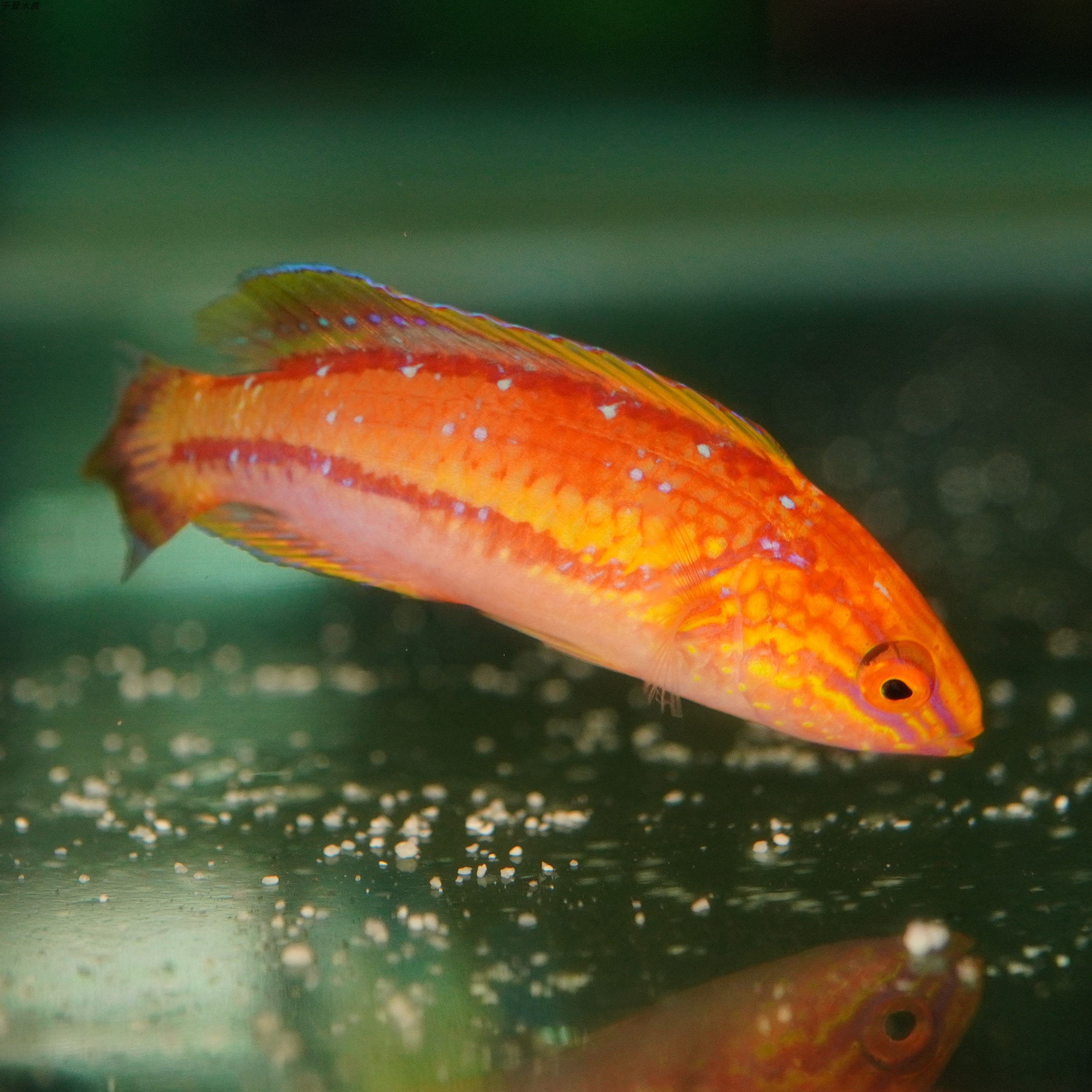 犬鳞矛背隆头鱼