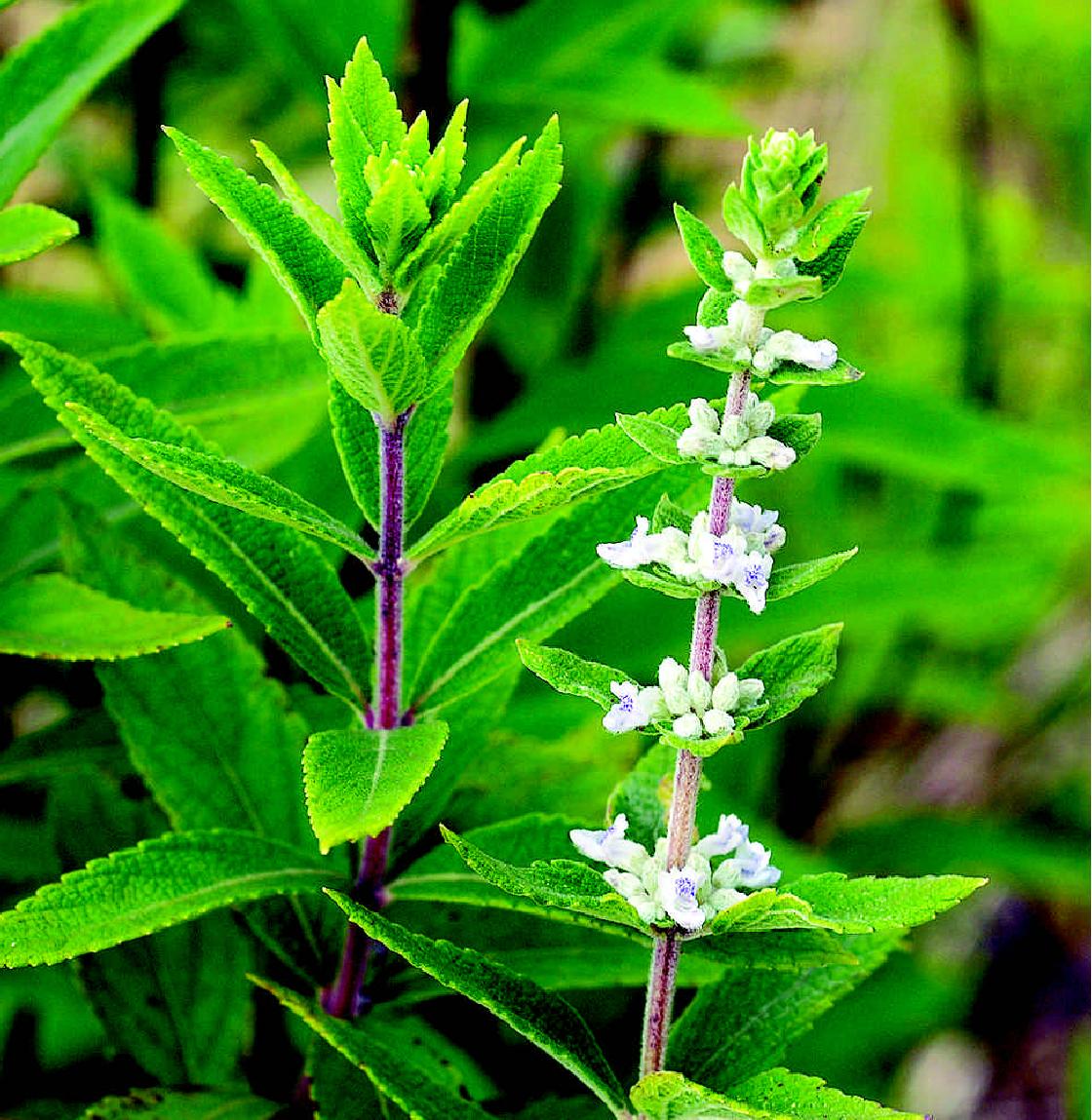 ctrid="tzpk0vme7n3b">伤寒头,唇形科香茶菜属的多年生草本或灌木植物