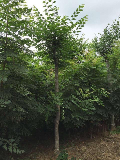 青檀（大麻科青檀属植物）_百度百科