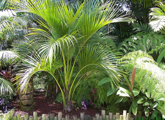 是棕榈科,豪爵椰属常绿小乔木,茎干单生,有环纹;羽状复叶明显向下