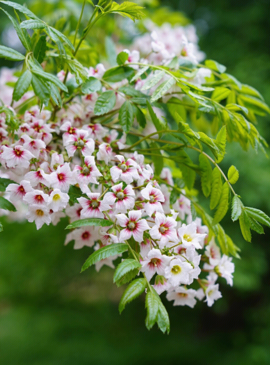 >xanthoceras sorbifolium /i> bunge),无患子科文冠果属的落叶小乔木