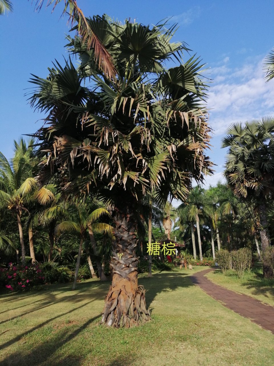 糖棕