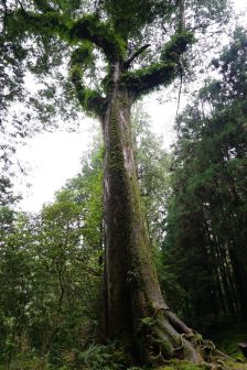 红桧_百度百科