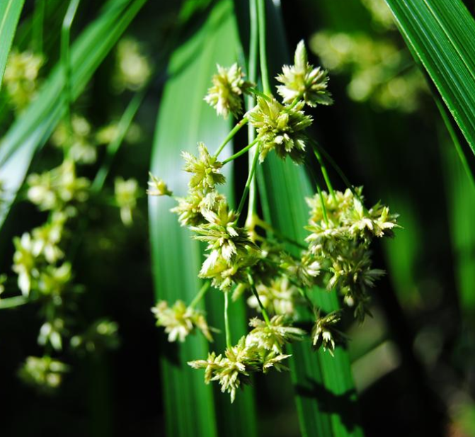 papyrus)是莎草科,莎草属的植物,具有粗壮的根状茎,高达2-3米,茎秆