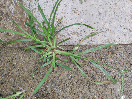牛筋草（禾本科穇属植物）_百度百科