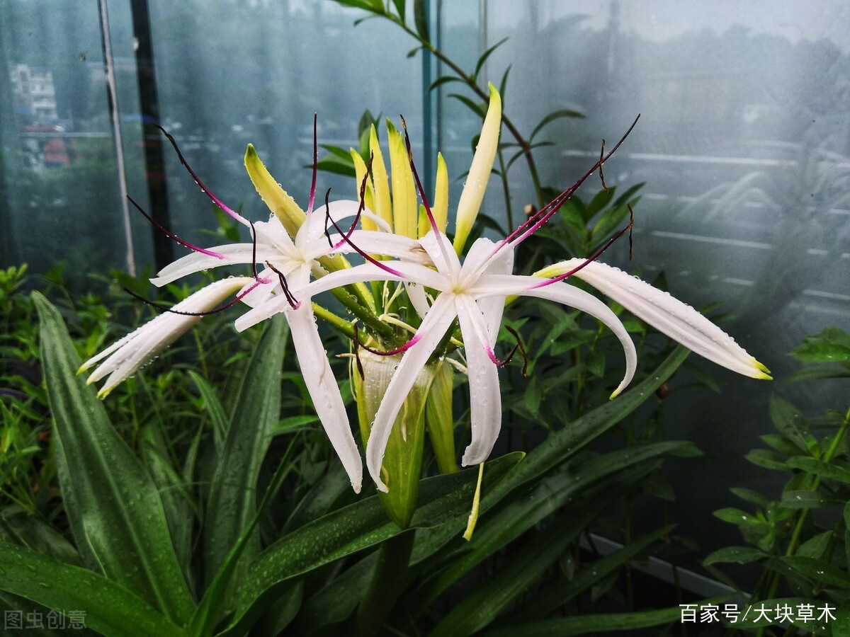佛教寺庙里规定要种的\