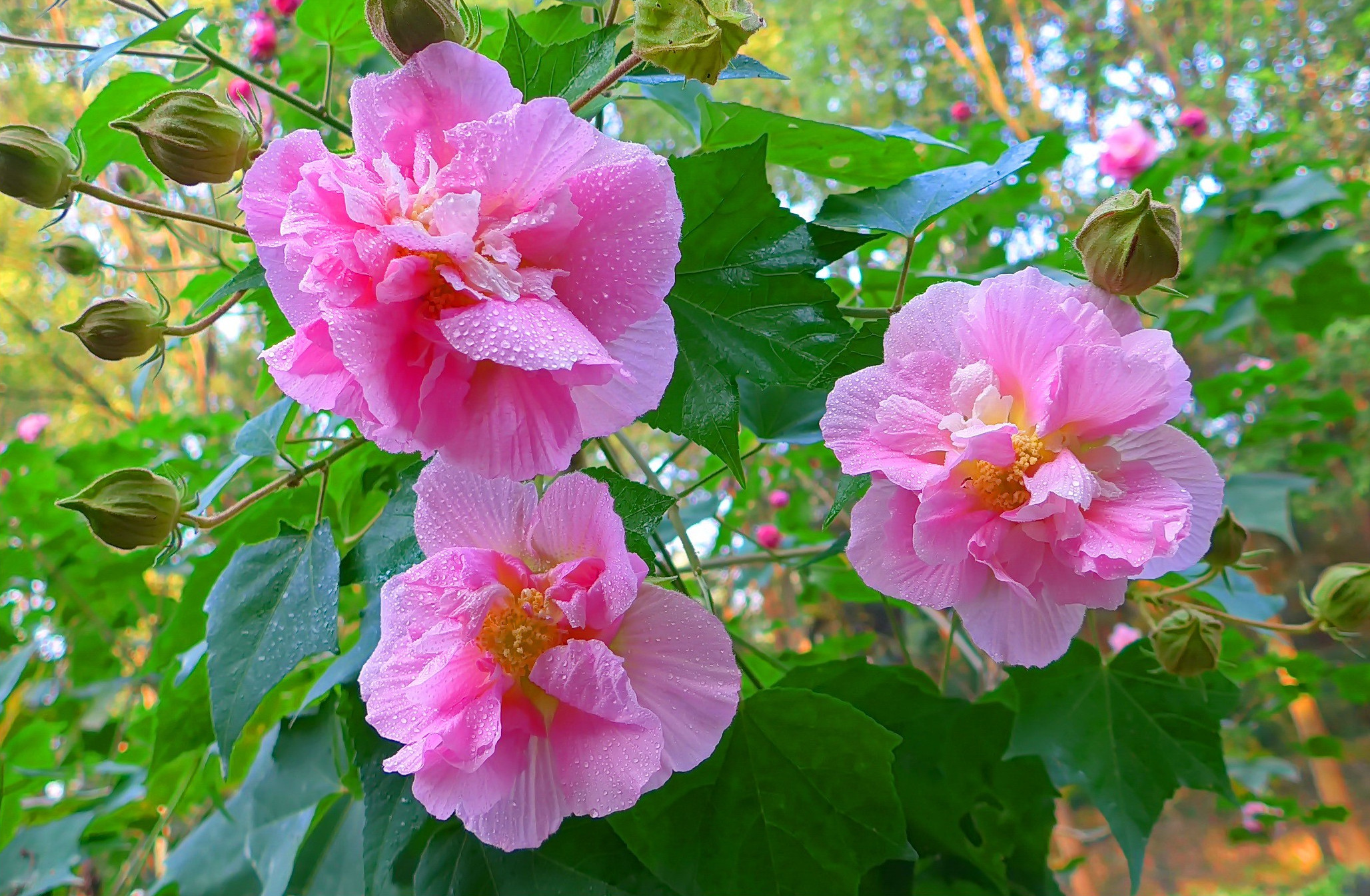 data-lemmaid="3241050">锦葵科 /a>木槿属植物木芙蓉,以花(芙蓉花)